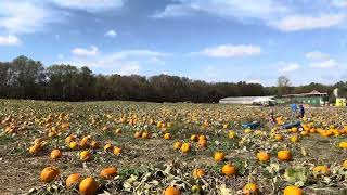 Dulls Tree Farm and Pumpkin Patch Great Indiana Fall Activity