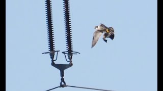 Wanderfalke (Falco peregrinus), Nordsachsen, peregrine falcon