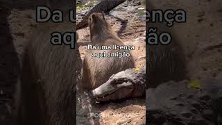 #animais #animaisfofos #animals #animal #cuteanimals #fofo #funny #animaisengraçados