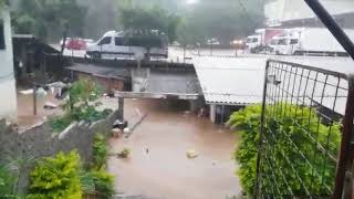 Homem se arrisca em enxurrada para salvar cachorra em casa no bairro Água Verde, em Blumenau