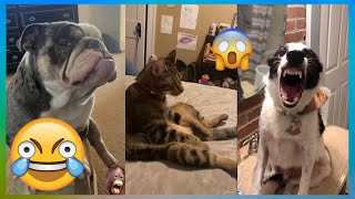 【FUNNY VIDEO】TRY NOT TO LAUGH (DOGS, CATS AND ANIMALS) #5