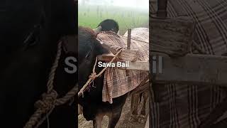 Sawa Bail