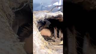 🔊Tap Tap Tap tarantula courting