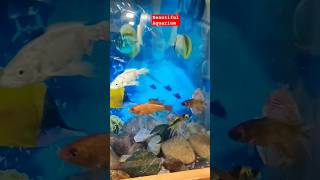 Beautiful Aquarium #shorts #short #youtubeshorts #shortsvideo #subscribe #viralshort #instagram #4k