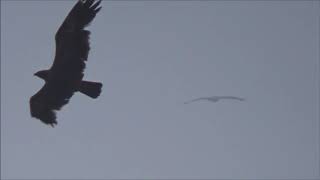 Stäppörn/ Steppe Eagle (Aquila nipalensis).