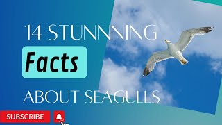 14 Stunning facts about Seagulls