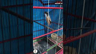 Cendet Nembak Walang Kapastembak PANJANG FULL NGAWET #cendet #kicaumania #cendetmania #burung