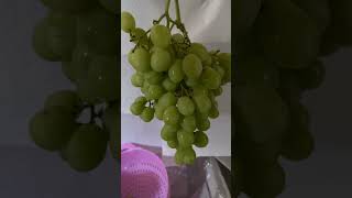 GREEN GRAPES JUST JUICY  @JENITABFWELLWISHESGROCERYHAULS  #GROCERYCHATS   #FRUIT  #FRUITMEALS