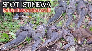 EKSEKUSI BIAWAK DI PUCUK POHON❗Berburu Biawak bonus Garangan