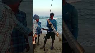 #trending monster barracuda caught by hook stars.