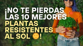 Las 10 Mejores Plantas Resistentes al Sol 🌞✨