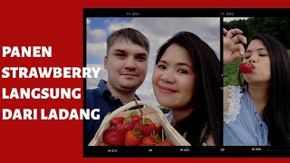 PANEN STRAWBERRY LANGSUNG DI LADANGNYA || LIVING IN GERMANY