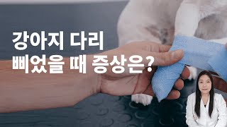 강아지 다리 삐었을 때 증상은?