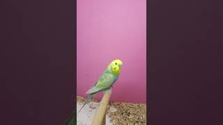 Rainbow Budgie