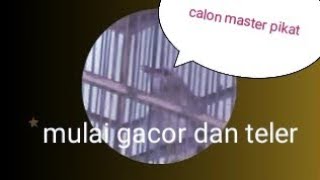 suara gacor dan teler lolohan jogjog!!! calon master pikat