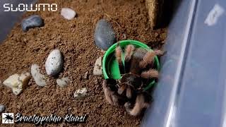 Gorby Exotics - Tarantula Group Feeding Video 099