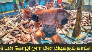 3 டன் கோழி ஓரா மீன் பிடிக்கும் காட்சி //trawl net fishing in the sea