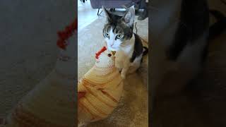 Kiwi loves chicken #cats #knitting