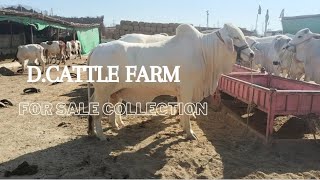 D cattle farm collection/cow mandi updates @mandivlogswithejaz4258