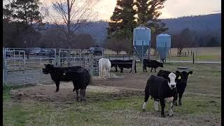 12.11.21 - CF Sale Heifers