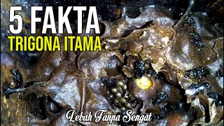 5 Fakta Trigona Itama Yang Kamu Mesti Tau