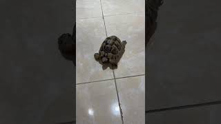 Ping The Tortoise #tortoise #petslovers #shortsviral #shortsfeed