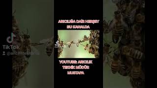 arıcılığa dair herşey #bee #beekeeping #imkerei #aricilik #arı #arıcılık #aries #aries #honey #bal