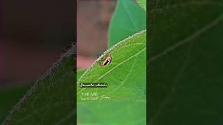 Three striped lady beetle #insects #coccinelle #nature #ladybug #bug #shorts