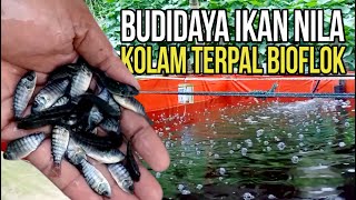 Budidaya Ikan Nila Kolam Terpal Bioflok.