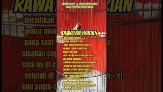 Tips setingan sogon harian