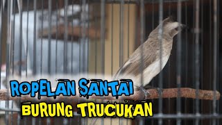 masteran burung TRUCUKAN GACOR ROPEL PANJANG santai