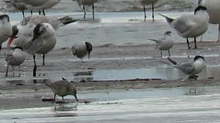 Red Knot among others