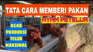 TATA CARA PEMBERIAN PAKAN AYAM PETELUR YANG BAIK DAN TEPAT AGAR PRODUKSI TELUR BAGUS