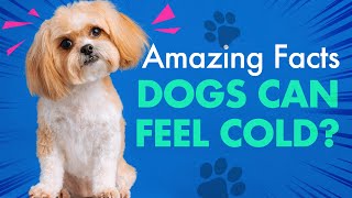 Dogs can Feel Cold? 🤔#dog #mindblowing #facts #lesserknownfacts