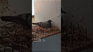 Mama pigeon in her nest #pigeon #nest #bird #animalshorts #animallover #aves