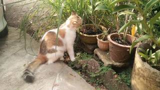 Chikimon Thinks She Can Eat Lemon Grass Leaves