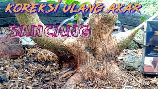 potong akar sancang bogel