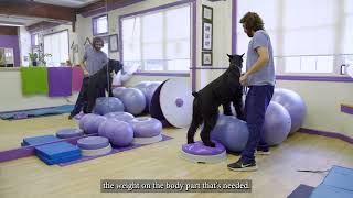 K 9 Balance & Core Work Products subtitled