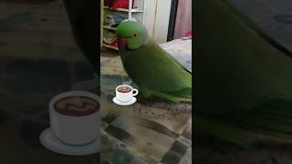 it's tea time @parrot fun club