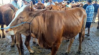 14500‼️DORO SUPERR SEPI PEMBELI || Pasar Sapi Tuban