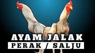 Misteri Dan Mitos Dari Ayam Bangkok Jalak Perak Atau Salju