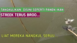 TANGKUL IKAN DISINI STREEK TERUS ,PANEN IKAN BROO...|| Net fishing trab