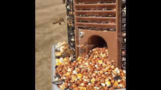 BEES!  feeding at bird feeder in slow-motion Amazing!😁 #shorts