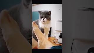 best funny short || new comedy cat | funny animal 2024 | #funny_cats #funnyvideo2024 . #viralreels