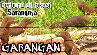 Berburu di sarangnya GARANGAN