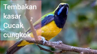 Tembakan kasar cucak cungkok #masterancucakcungkok #burungcucakcungkok #suaraburungcucakcungkok