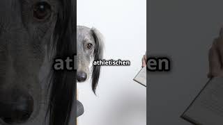 Unglaubliche Fakten über Windhunde, die du nicht kanntest! #tiere