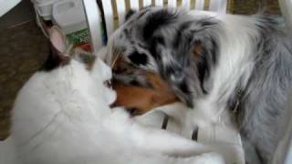 Cat & Dog Love