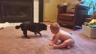 Funniest Kids Videos | How can a dog accompany a baby, so happy