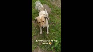 Kashmiri forest's Himalayan Shepherd dog. (Rawalakot AJK)